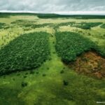 WWWF Lungs