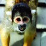 squirrel monkey