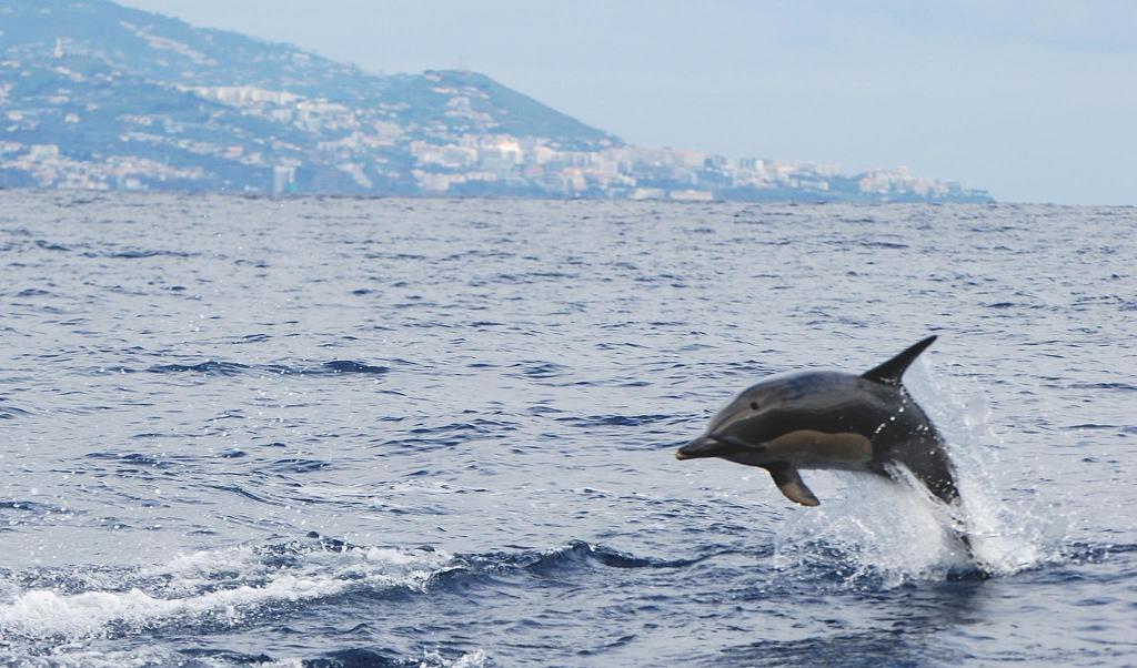 Offshore Madeira