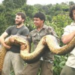 Anaconda also known as Camoodie in Guyana