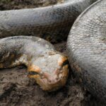 Anaconda also known as Camoodie in Guyana