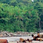 Guyana Logging Code of Practice